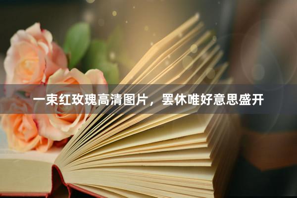 一束红玫瑰高清图片，罢休唯好意思盛开