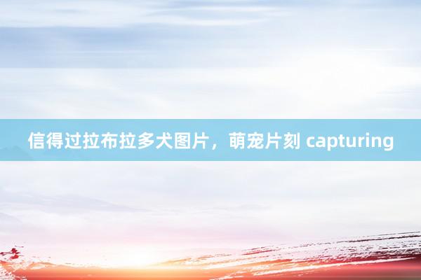 信得过拉布拉多犬图片,萌宠片刻 capturing